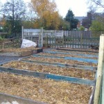 More raised beds