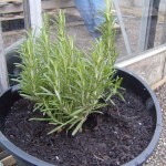 Rosemary