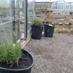 Rosemary & blueberries