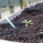 Valerian - from Mum