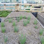 Shallots & Potatoes