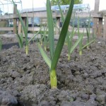 Garlic - huge