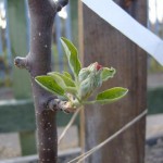 Apple blossom