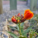 Wall flower