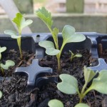 Sprouting broccoli