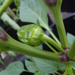 Sweet pepper