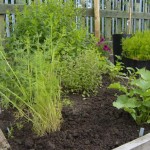 Herb bed