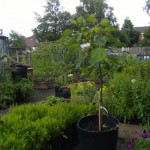 Allotment