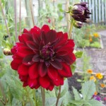 Dahlia