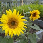 Sunflowers