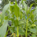 Sweetcorn