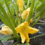 Courgette flowers