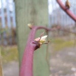 Blackberry bush trying to burst into life